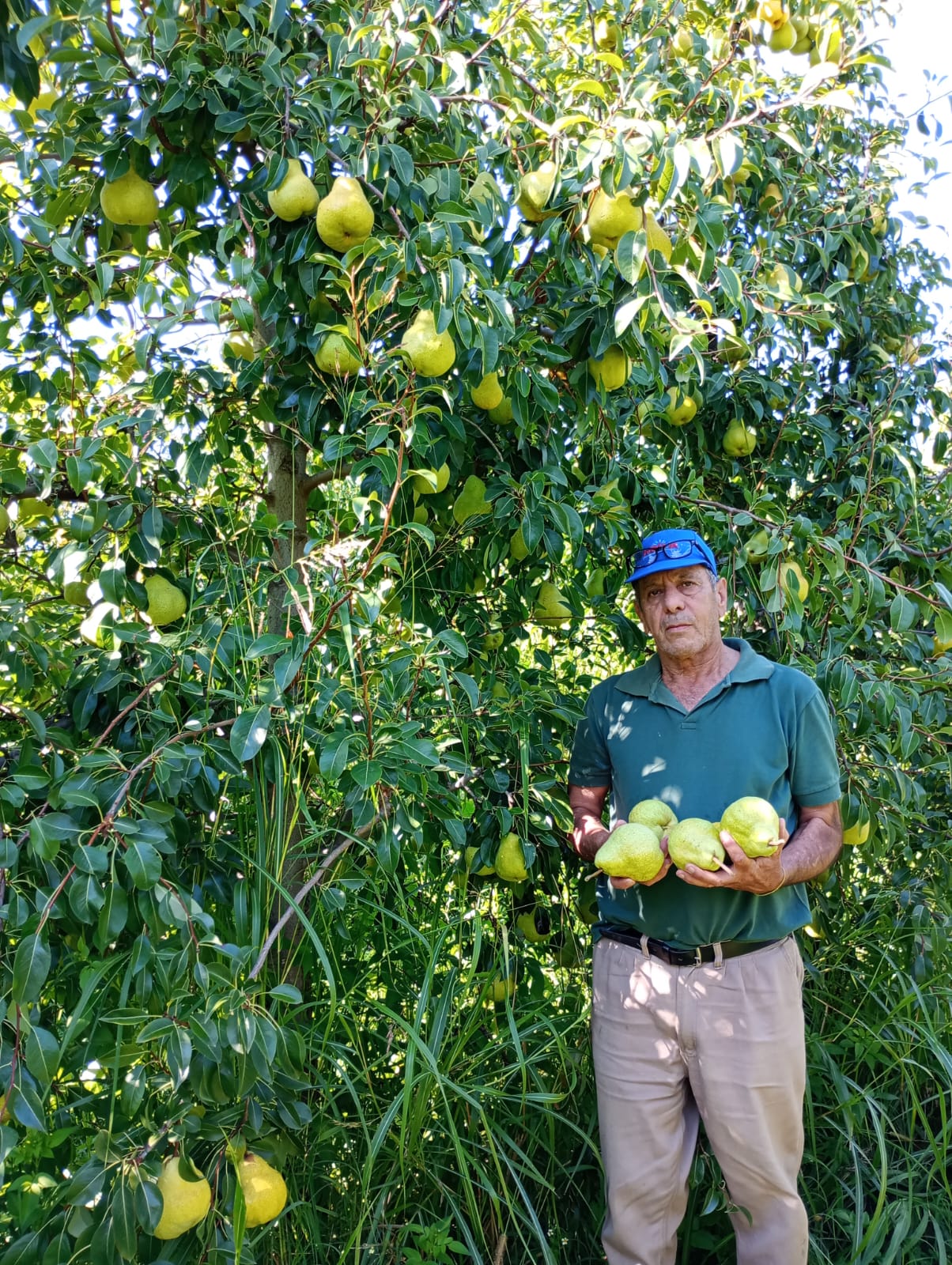 Horacio Enzo Vicci productor fruticola.
